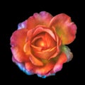 Colorful shimmering single isolated orange rose blossom Royalty Free Stock Photo