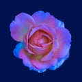 Colorful shimmering macro of a single isolated pink colored open rose blossom Royalty Free Stock Photo