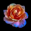 Colorful shimmering rose macro of a single isolated rainbow colored open blossom, black background, Royalty Free Stock Photo