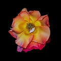 Colorful macro still life of a single rainbow colored open rose blossom, black background Royalty Free Stock Photo