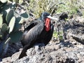 Frigate bird fregata minor on the ground Royalty Free Stock Photo