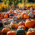 colorful shot of a variety of pumpkins, including bright orange ones