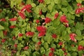 Colorful shrub flower for decoration, house plant