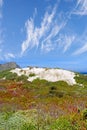 Colorful shrubs on a sandy hill by the seaside on a sunny day outside. Landscape of indigenous South African plants near