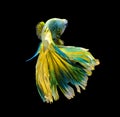 Colorful siamese fighting fish, betta fish isolated on black background.