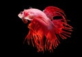 Colorful Siamese fighting fish.