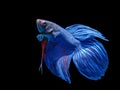 Colorful Siamese fighting fish.