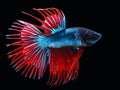 Colorful Siamese fighting fish.