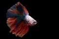 Colorful Siamese fighting fish, with its flowing fins and vibrant shades, exudes elegance and grace in the aquarium Royalty Free Stock Photo