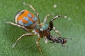 A colorful siler jumping spider with ant prey Royalty Free Stock Photo