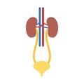 Colorful silhouette renal system with urethra
