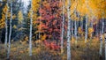 Colorful silver birch trees in Wasatch mountains Utah during autumn time Royalty Free Stock Photo