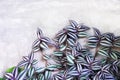 Colorful silver inch or tradescantia zebrinahort growing on gray concrete wall background