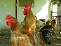 Singing Rooster in the Coop Royalty Free Stock Photo