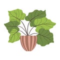 Colorful single houseplants in pot. Vector illustrations of Indoor plant in flowerpot. Flowers in pot in flat cartoon style.