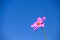 Colorful Single Pink Cosmos Flowers Blooming With Breeze On Vivid Blue Sky Background