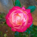 Colorful single rose closeup in the garden