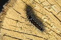 Colorful single hairy caterpillar