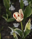 Colorful single tulip