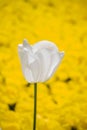 Colorful fresh tulip flower bloom in the garden Royalty Free Stock Photo