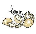 Colorful sketch of a hand drawing beautiful lemon pattern on a white background drawing eps Flat vector