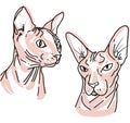 Colorful sketch of a hand drawing sphynx cats pattern on a white background drawing eps Flat vector