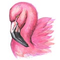 Colorful sketch markers vector illustration of flamingo portrait