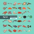 Colorful Sketch Natural Seafood Collection