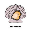 Colorful sketch scallop as a design element