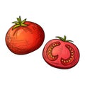 Colorful sketch tomato
