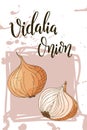 Colorful sketch vegetable. Healthy food poster. Farmers market design with vidalia onion. Vector illustration Royalty Free Stock Photo