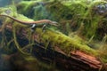 colorful skink lizard exploring a mossy log
