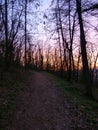 Colorful sky covered by trees Royalty Free Stock Photo