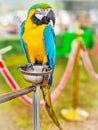 Colorful sleeping macow parrot bird, Royalty Free Stock Photo