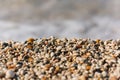 Colorful small beach pebbles