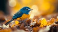 Colorful small bird amidst autumn leaves Royalty Free Stock Photo