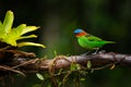 Colorful small bird. Red-necked Tanager (Tangara cyanocephala). Royalty Free Stock Photo