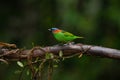 Colorful small bird. Red-necked Tanager (Tangara cyanocephala). Royalty Free Stock Photo