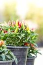 Colorful small chili pepper plant Royalty Free Stock Photo