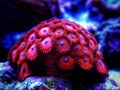 Colorful small colony of Zoanthus polyps soft coral Royalty Free Stock Photo