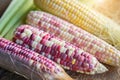 Colorful small ears waxy corns with silk, corn leaf and old wooden background