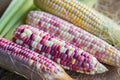 Colorful small ears waxy corns with silk, corn leaf and old wooden background