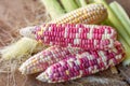 Colorful small ears waxy corns with silk, corn leaf on wood table background for food and drink design