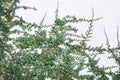 Colorful small green creeping fig plant ficus pumila growing decorative on white concrete wall with natural background