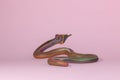colorful snake on pink backgroundn