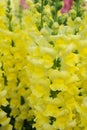 Colorful Snap dragon Antirrhinum majus blooming in garden background with selectived focus