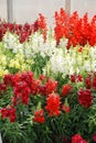 Colorful Snap dragon Antirrhinum majus blooming in garden background with selectived focus