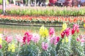 Colorful snap dragon flowers antirrhinum majus blooming in natural garden with water park background