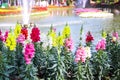 Colorful snap dragon flowers antirrhinum majus blooming in natural garden on water pond of park background