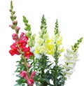 Colorful Snapdragon Royalty Free Stock Photo